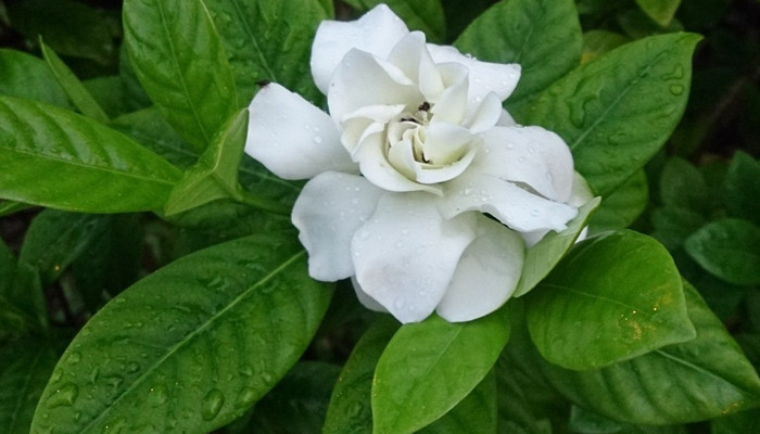 Ароматы с нотой гардении