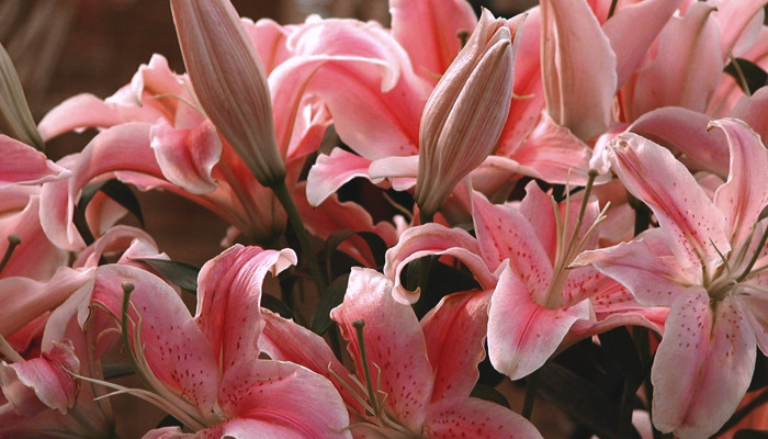 Ароматы с нотой лилии