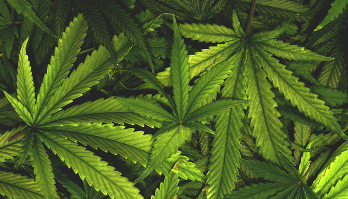 Наркотики в парфюмерии