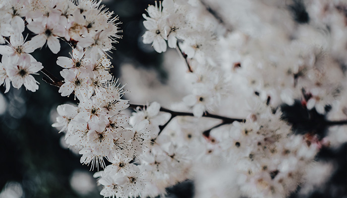 Подборка белоцветочных ароматов