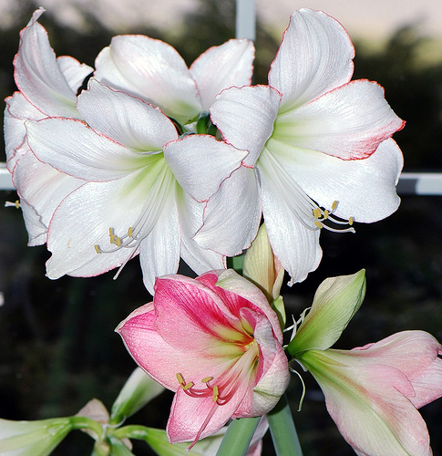 амариллис амариллис