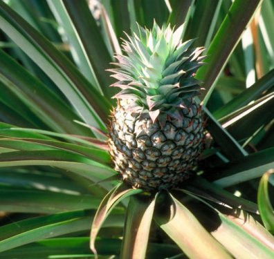 ананас ананас