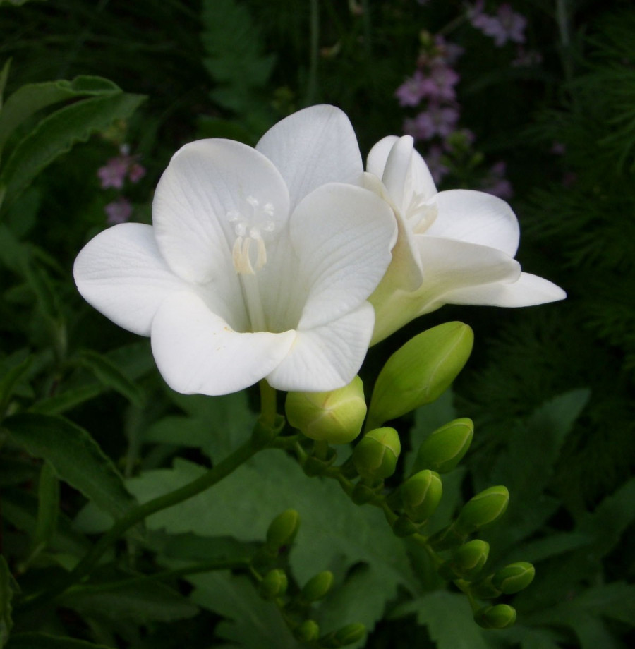 белая фрезия