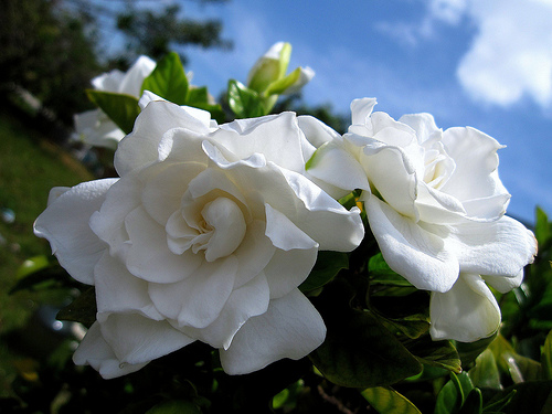 гардения гардения