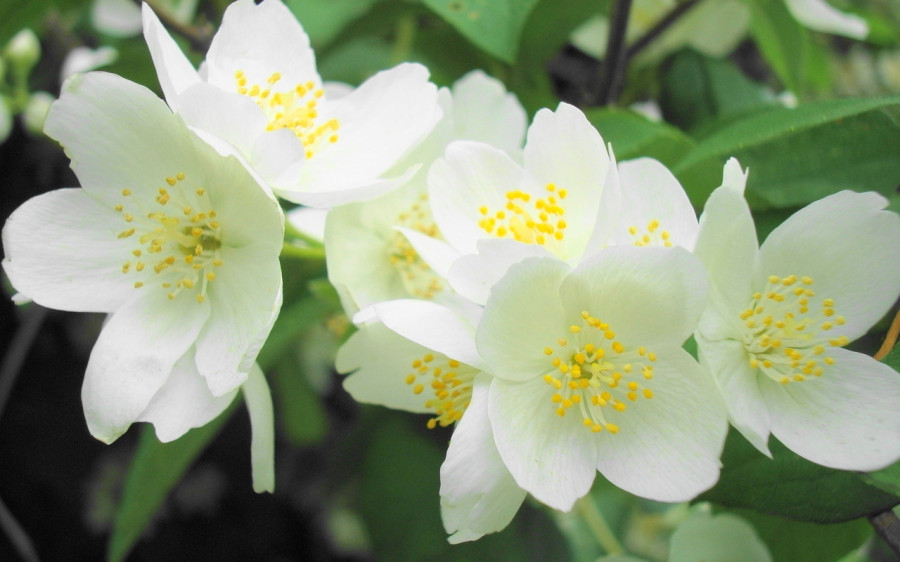 жасмин жасмин