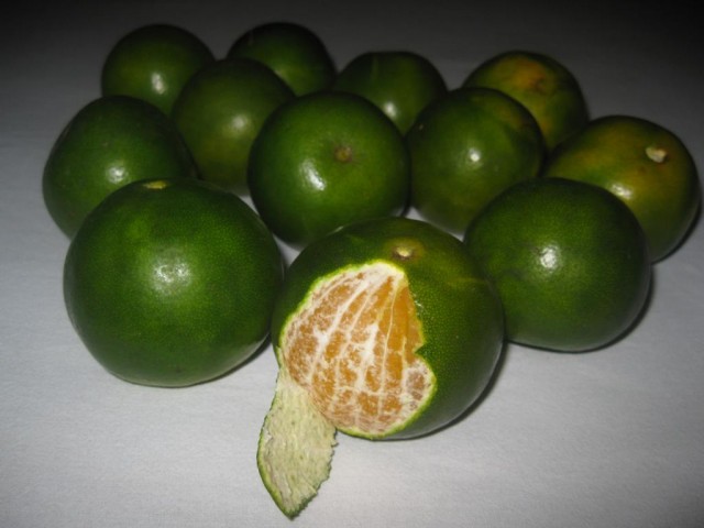 зеленый мандарин зеленый мандарин